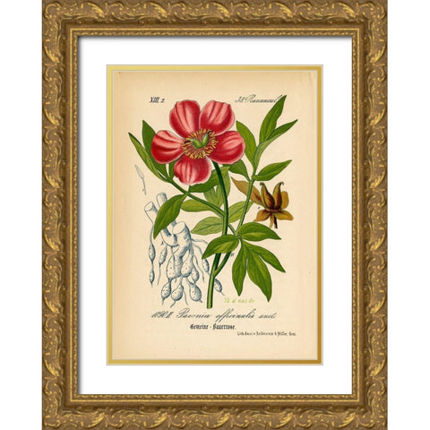 Paeonia Officinalis Gold Ornate Wood Framed Art Print with Double Matting by Art Licensing Studio
