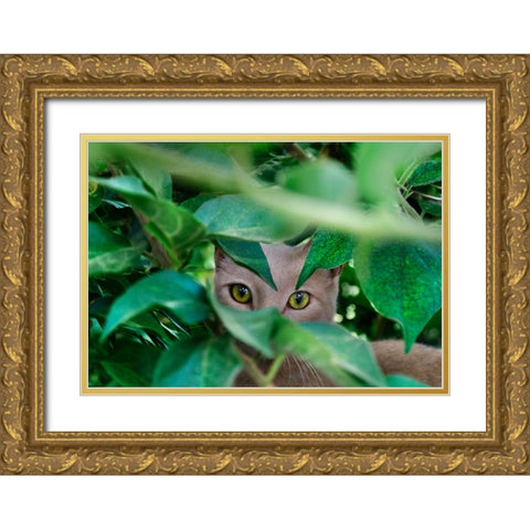 Abandoned Cat - 3 Gold Ornate Wood Framed Art Print with Double Matting by Heine, Ben