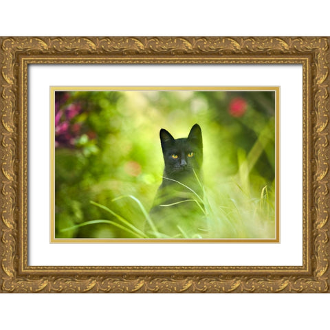 Black Cat Gold Ornate Wood Framed Art Print with Double Matting by Heine, Ben