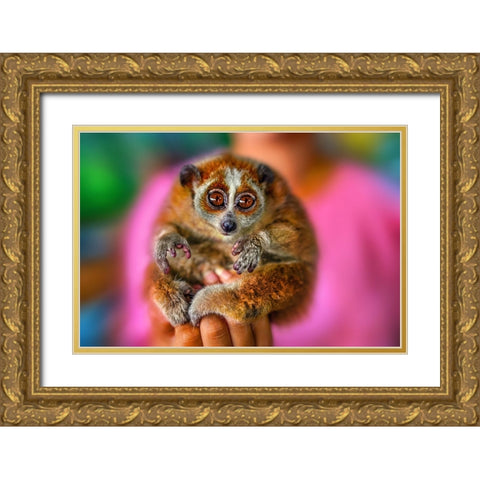 Slow Loris 2 - Thailand - 92 Gold Ornate Wood Framed Art Print with Double Matting by Heine, Ben