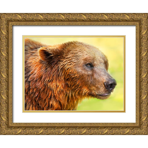 Cute Bear 2 Gold Ornate Wood Framed Art Print with Double Matting by Heine, Ben
