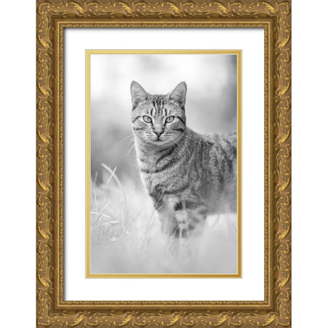 IMG_1426 Gold Ornate Wood Framed Art Print with Double Matting by Heine, Ben