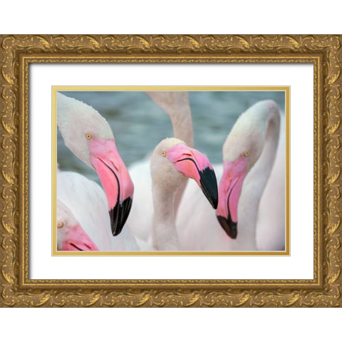 IMG_8878 copy Gold Ornate Wood Framed Art Print with Double Matting by Heine, Ben