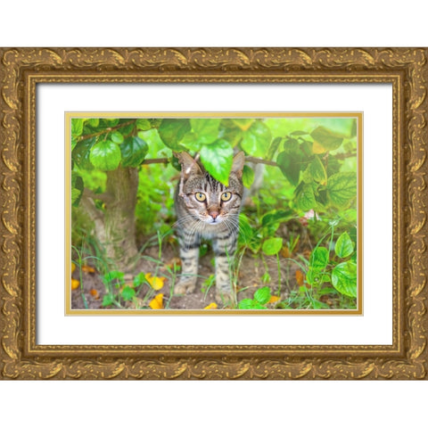 Tunisia 6 Gold Ornate Wood Framed Art Print with Double Matting by Heine, Ben