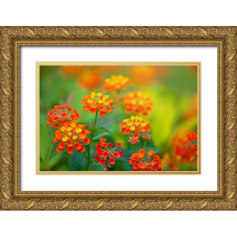 Tunisia 58 Gold Ornate Wood Framed Art Print with Double Matting by Heine, Ben