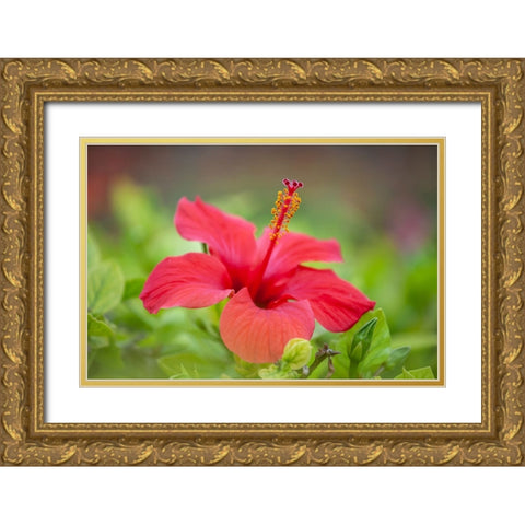 Tunisia 59 Gold Ornate Wood Framed Art Print with Double Matting by Heine, Ben