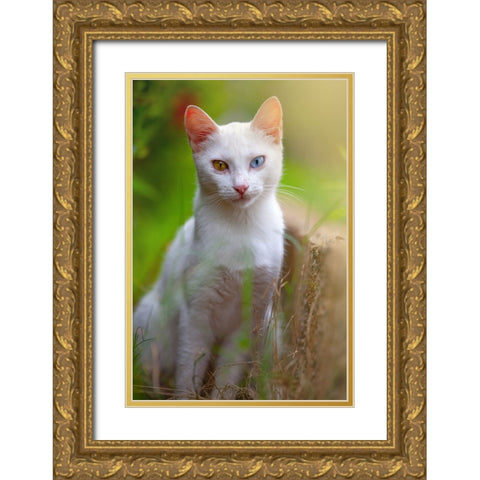 Tunisia 80 Gold Ornate Wood Framed Art Print with Double Matting by Heine, Ben