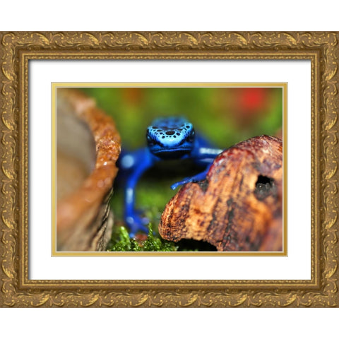 Whats Up Gold Ornate Wood Framed Art Print with Double Matting by Heine, Ben