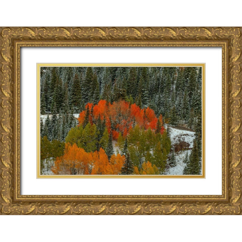 A Circle Of Color Gold Ornate Wood Framed Art Print with Double Matting by Sherrell, Bill