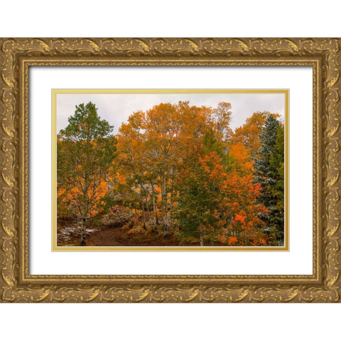 A Splash Of Color 2 Gold Ornate Wood Framed Art Print with Double Matting by Sherrell, Bill
