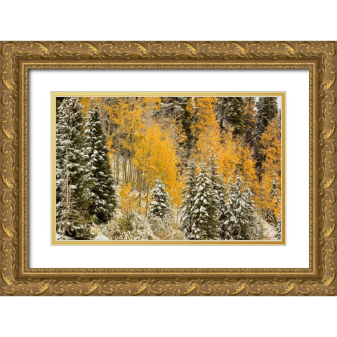 Autumn Wonderland At Rabbit Ears Pass Gold Ornate Wood Framed Art Print with Double Matting by Sherrell, Bill