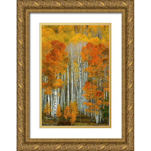 Dalmatian Autumn Gold Ornate Wood Framed Art Print with Double Matting by Sherrell, Bill