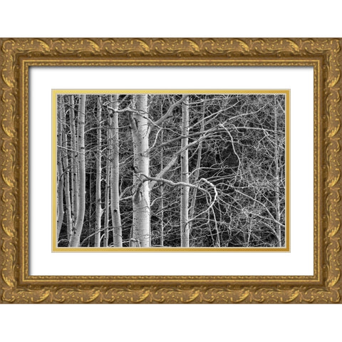 Dont Tangle With Me Gold Ornate Wood Framed Art Print with Double Matting by Sherrell, Bill