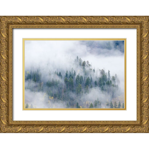Forest In The Clouds Gold Ornate Wood Framed Art Print with Double Matting by Sherrell, Bill