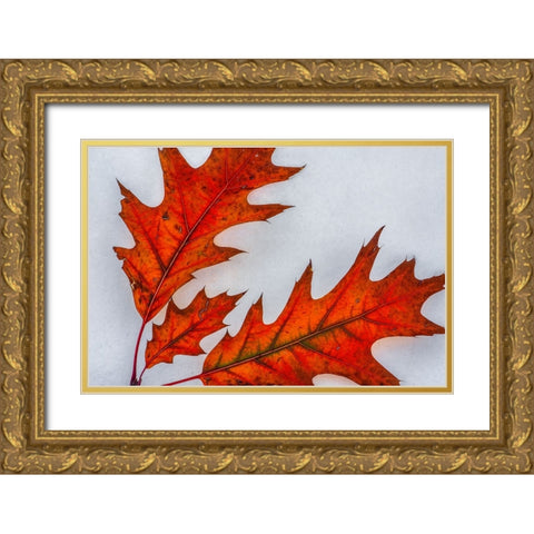 Fragile Transformation Gold Ornate Wood Framed Art Print with Double Matting by Sherrell, Bill