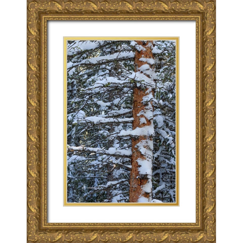 Out On A Limb Gold Ornate Wood Framed Art Print with Double Matting by Sherrell, Bill