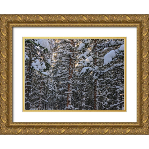 Snowbound Gold Ornate Wood Framed Art Print with Double Matting by Sherrell, Bill