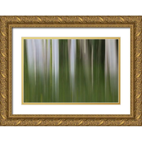 Aspen Forest In The Spring-Version 1 Gold Ornate Wood Framed Art Print with Double Matting by Sherrell, Bill