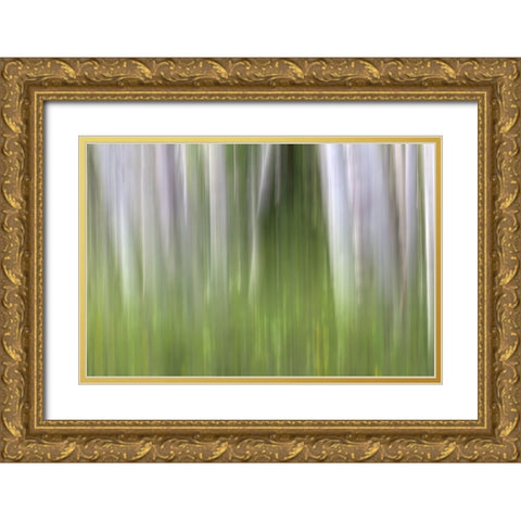 Aspen Forest In The Spring-Version 2 Gold Ornate Wood Framed Art Print with Double Matting by Sherrell, Bill