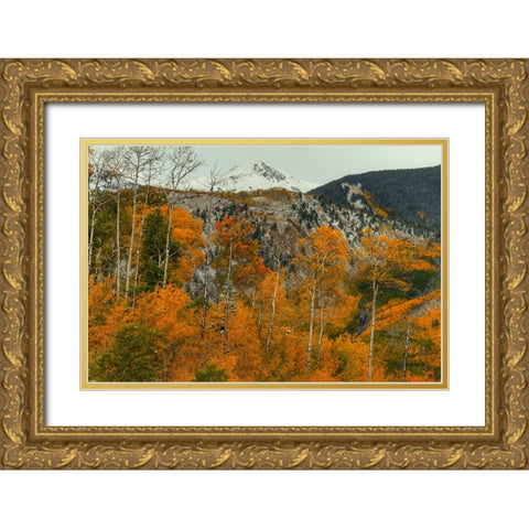 Aspen Outlines Gold Ornate Wood Framed Art Print with Double Matting by Sherrell, Bill