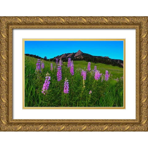 Spring Wildflowers At The Flatirons Gold Ornate Wood Framed Art Print with Double Matting by Sherrell, Bill