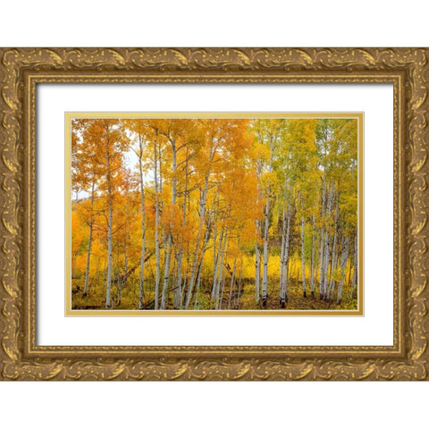 Aspen Grace Gold Ornate Wood Framed Art Print with Double Matting by Sherrell, Bill