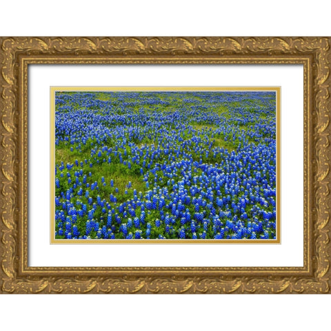 Bluebonnet Meadow Gold Ornate Wood Framed Art Print with Double Matting by Sherrell, Bill