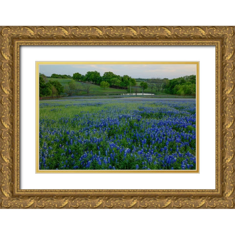 Bluebonnets at the Sugar Ridge Ranch Gold Ornate Wood Framed Art Print with Double Matting by Sherrell, Bill