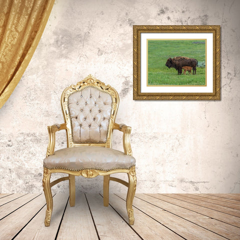 Baby Bison Nursing Gold Ornate Wood Framed Art Print with Double Matting by Galloimages Online