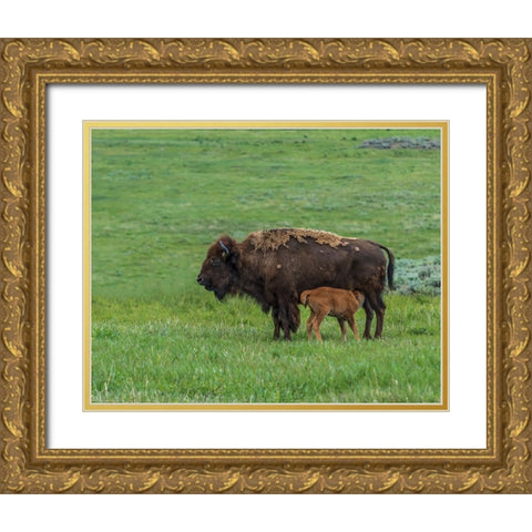 Baby Bison Nursing Gold Ornate Wood Framed Art Print with Double Matting by Galloimages Online