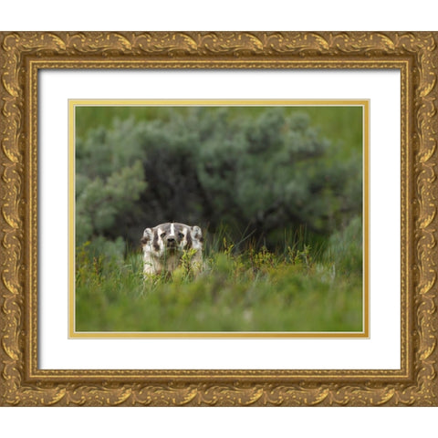 Badger Peek a Boo YNP Gold Ornate Wood Framed Art Print with Double Matting by Galloimages Online