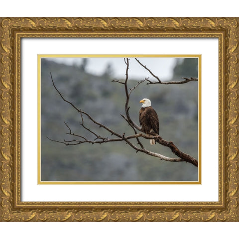 Bald Eagle Perched in YNP Gold Ornate Wood Framed Art Print with Double Matting by Galloimages Online