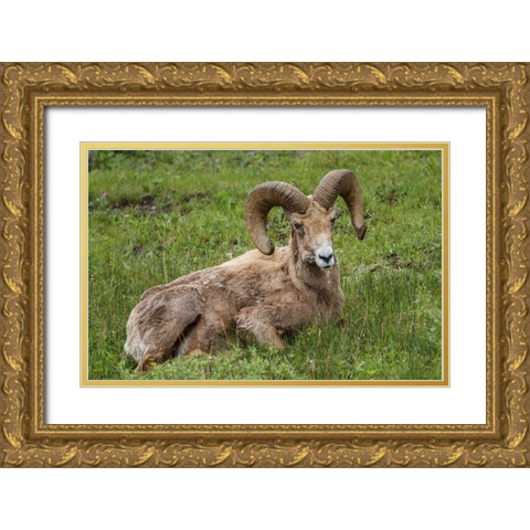Big Horn Ram Yellowstone Gold Ornate Wood Framed Art Print with Double Matting by Galloimages Online
