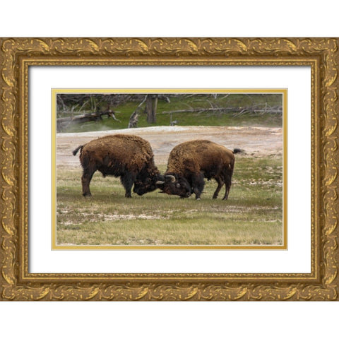 Bison Bulls Sparing YNP Gold Ornate Wood Framed Art Print with Double Matting by Galloimages Online