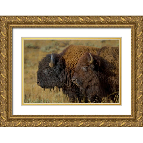 Bison Duo YNP Gold Ornate Wood Framed Art Print with Double Matting by Galloimages Online