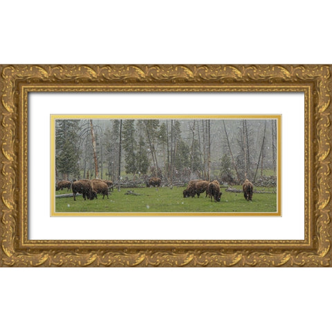 Bison Grazing in Snow YNP Gold Ornate Wood Framed Art Print with Double Matting by Galloimages Online