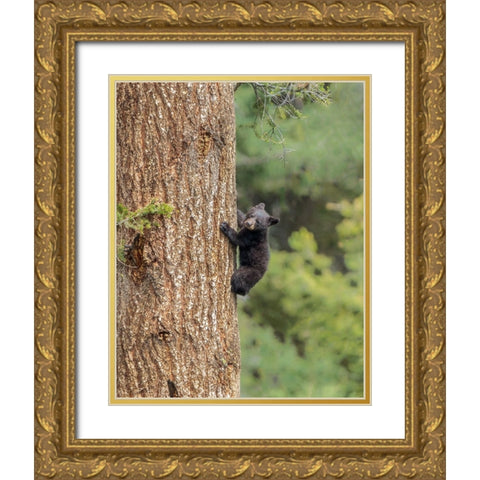 Black Bear Cub Climbing YNP Gold Ornate Wood Framed Art Print with Double Matting by Galloimages Online