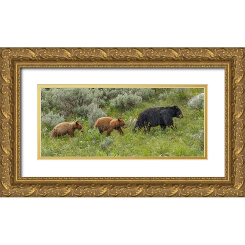 Â Sow and Cubs Walking Gold Ornate Wood Framed Art Print with Double Matting by Galloimages Online