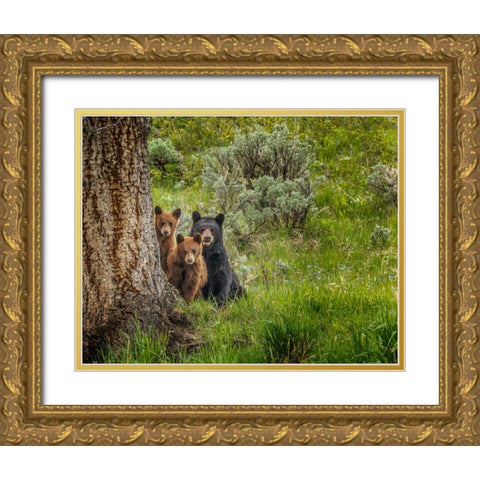 Sow and Cubs Family Gold Ornate Wood Framed Art Print with Double Matting by Galloimages Online