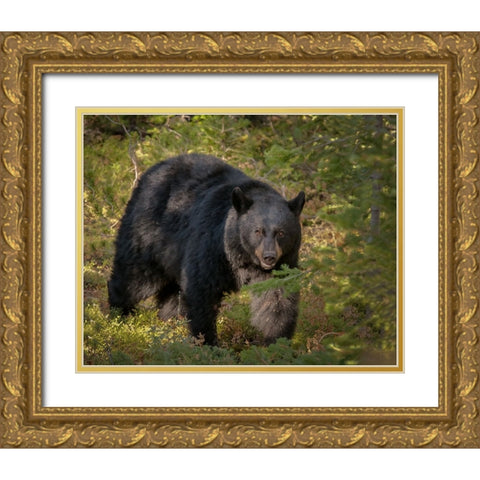 Black Bear Sow YNP Gold Ornate Wood Framed Art Print with Double Matting by Galloimages Online