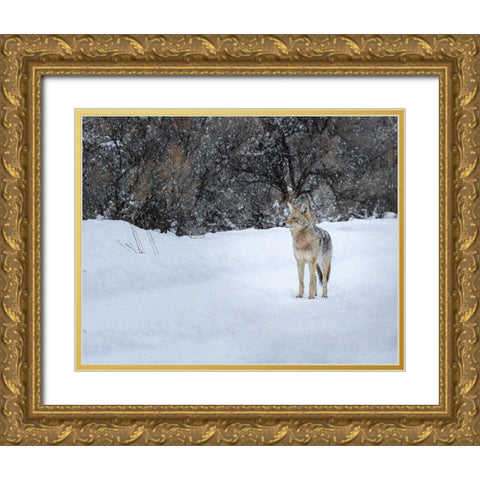 Coyote in Snow YNP Gold Ornate Wood Framed Art Print with Double Matting by Galloimages Online