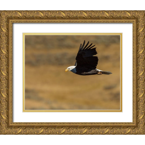 Eagle Flying YNP Gold Ornate Wood Framed Art Print with Double Matting by Galloimages Online