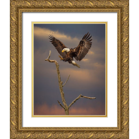 Eagle Landing on Branch Gold Ornate Wood Framed Art Print with Double Matting by Galloimages Online