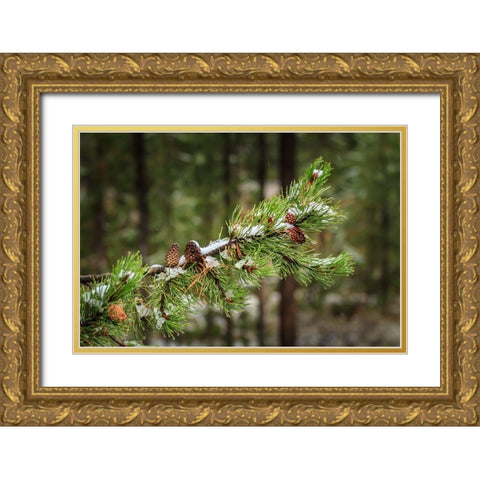 First Snowfall YNP Gold Ornate Wood Framed Art Print with Double Matting by Galloimages Online