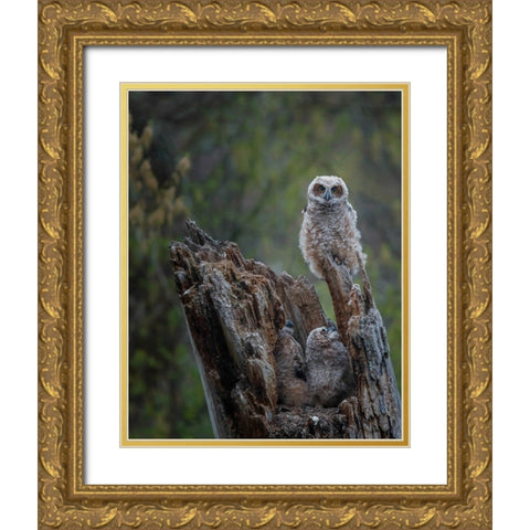 Great Horned Owlets Gold Ornate Wood Framed Art Print with Double Matting by Galloimages Online