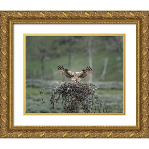 Osprey Lands on Nest With Chick Gold Ornate Wood Framed Art Print with Double Matting by Galloimages Online
