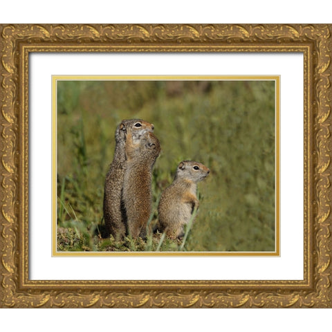Uinta Ground Squirrel Baby Kisses Mom YNP Gold Ornate Wood Framed Art Print with Double Matting by Galloimages Online