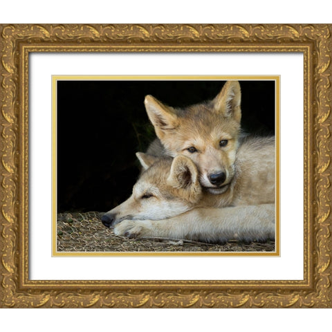 Wolf Pup Brothers Gold Ornate Wood Framed Art Print with Double Matting by Galloimages Online