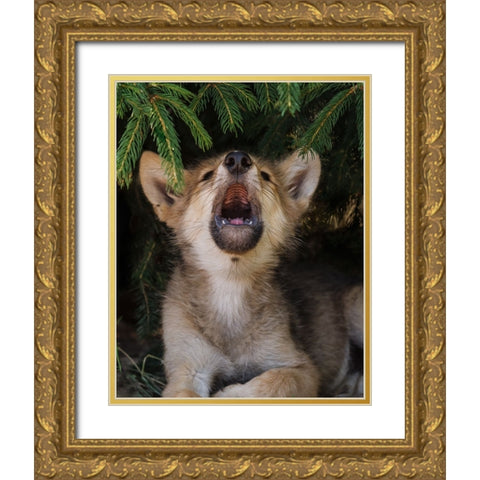 Wolf Pup Howls Gold Ornate Wood Framed Art Print with Double Matting by Galloimages Online
