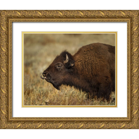 Yellowstone Bison Tongue Out Gold Ornate Wood Framed Art Print with Double Matting by Galloimages Online